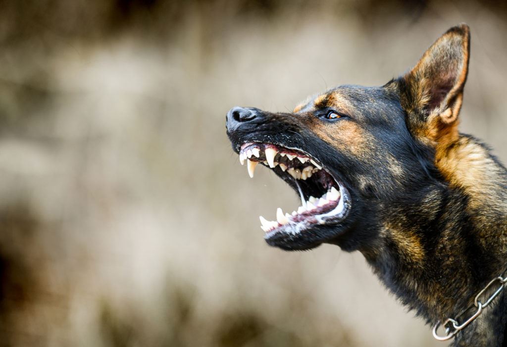 do dogs become aggressive after being attacked